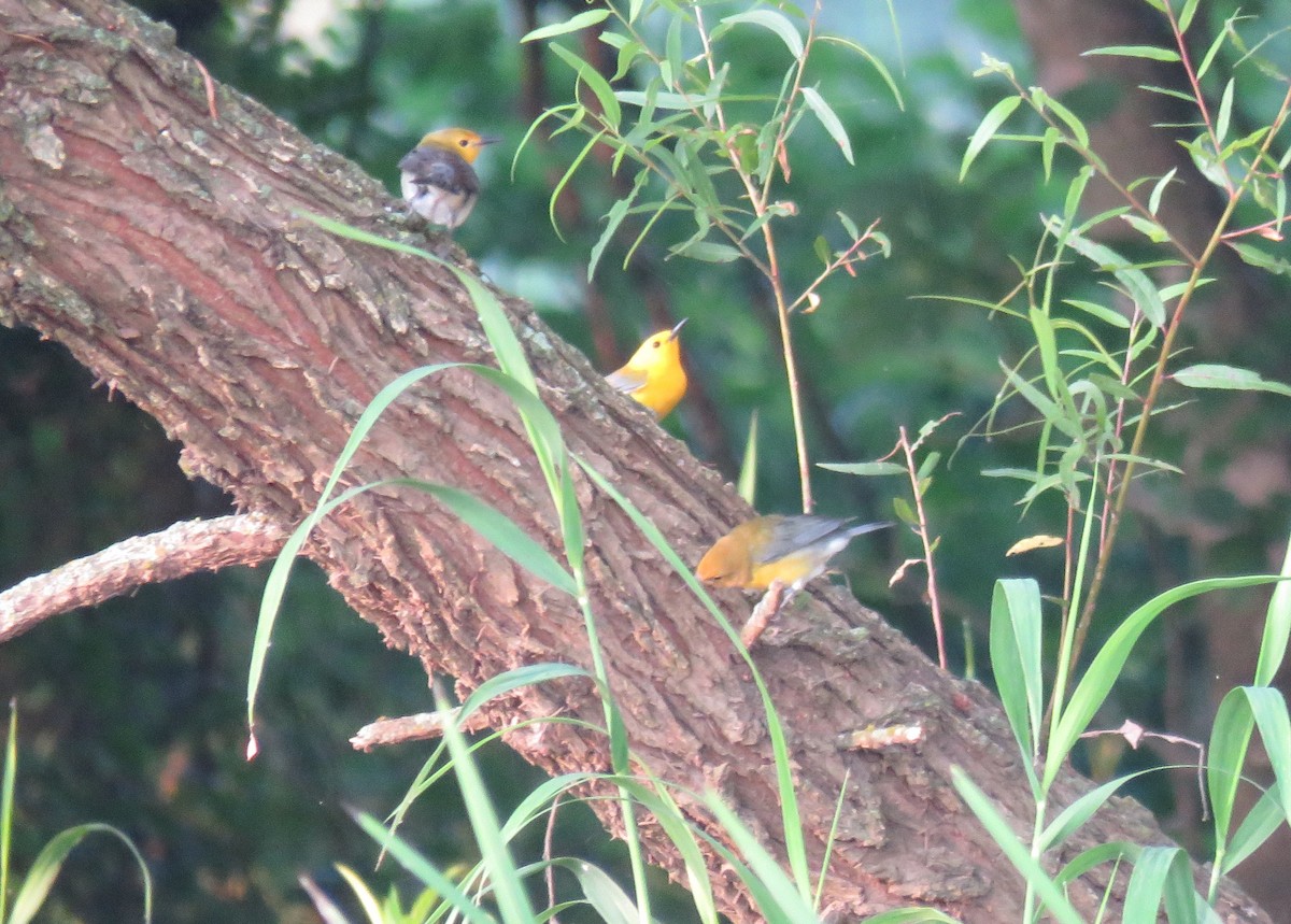 Prothonotary Warbler - ML639591410