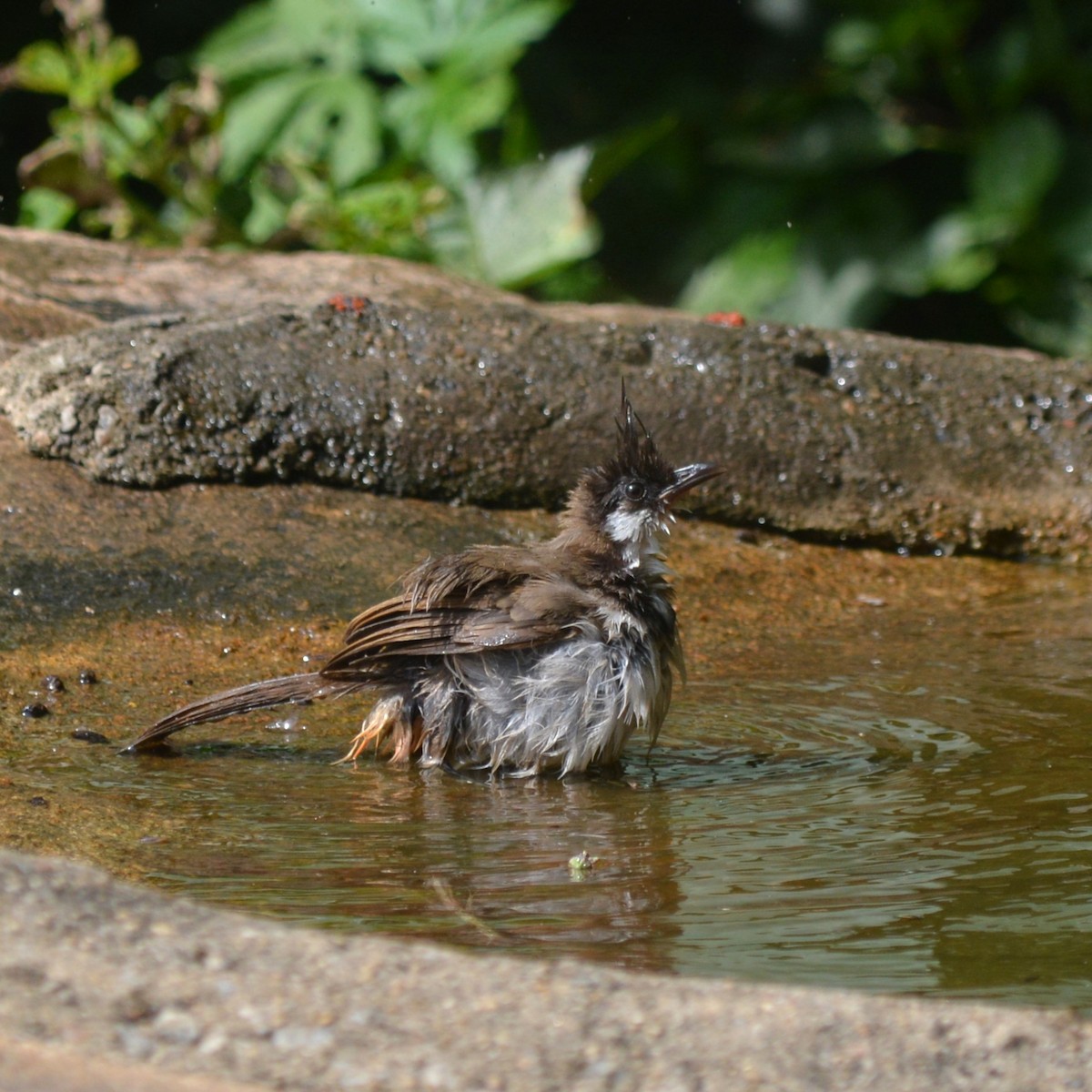 Red-whiskered Bulbul - ML639591450