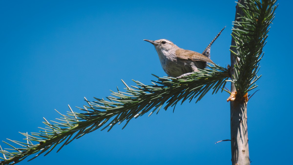 Bewick's Wren - ML639591466