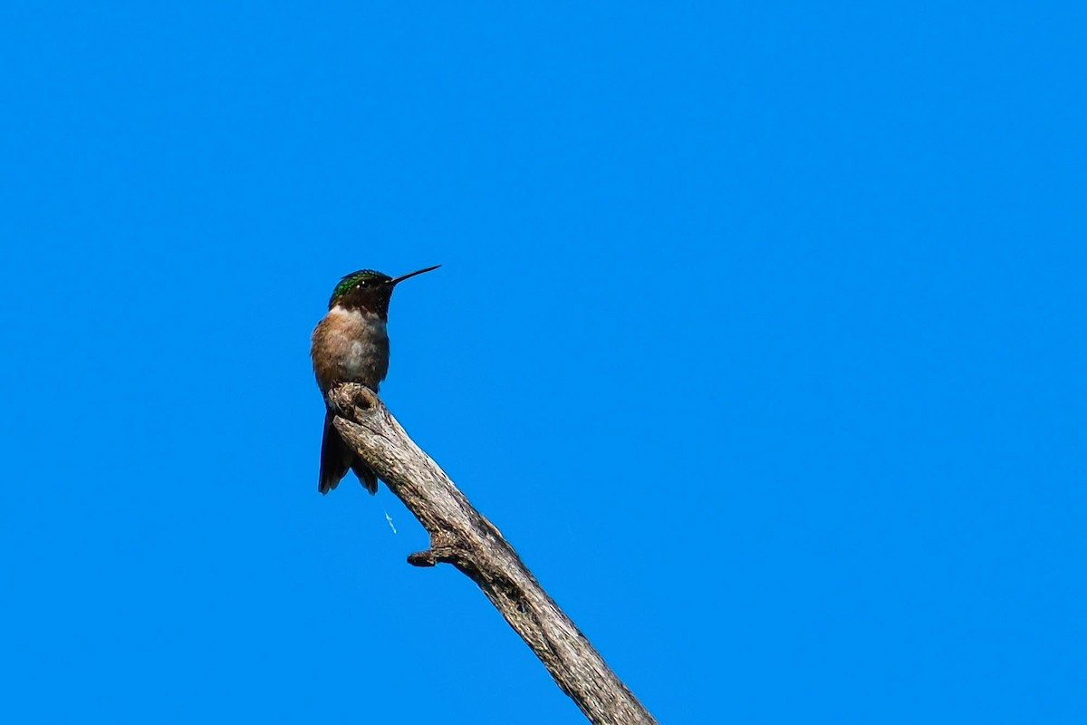 Ruby-throated Hummingbird - ML639591478