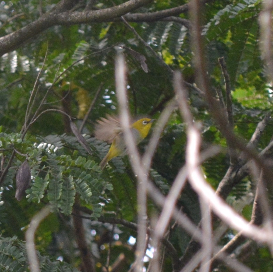 Indian White-eye - ML639591489