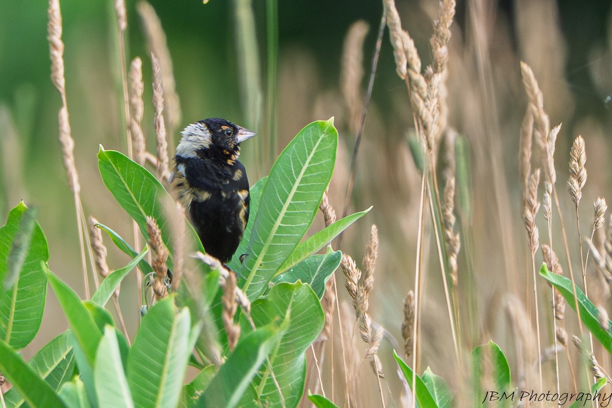 Bobolink - ML639591527