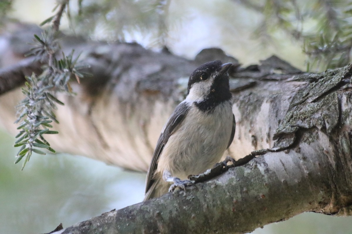 Black-capped Chickadee - ML639591528