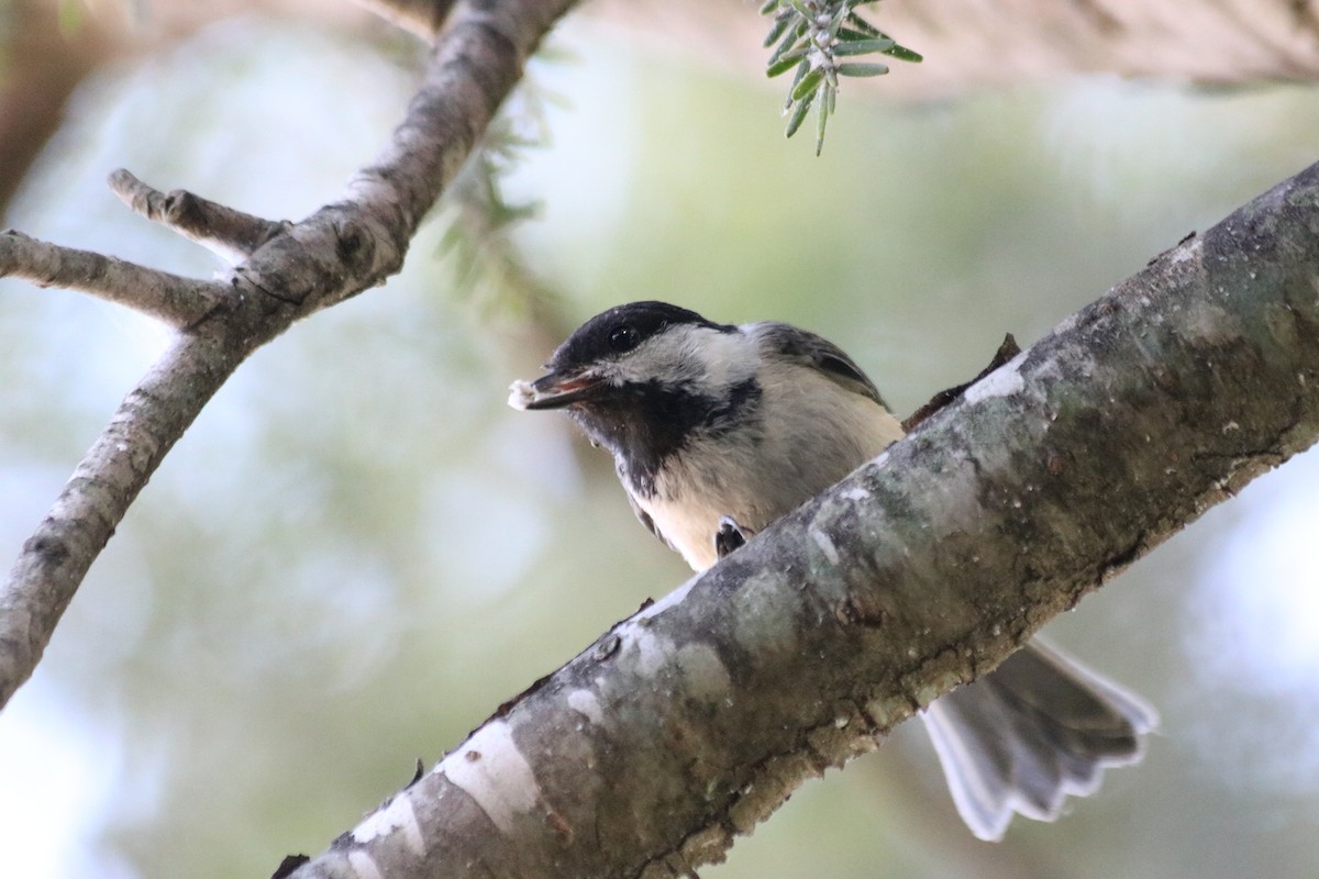 Black-capped Chickadee - ML639591530