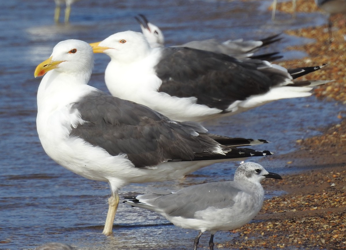 Great Black-backed Gull - ML639591544