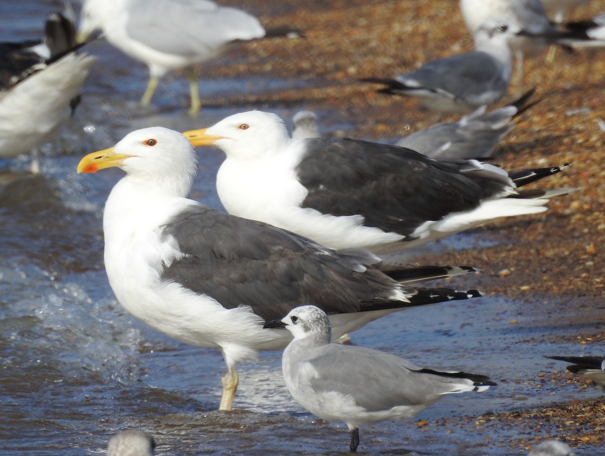 Great Black-backed Gull - ML639591545