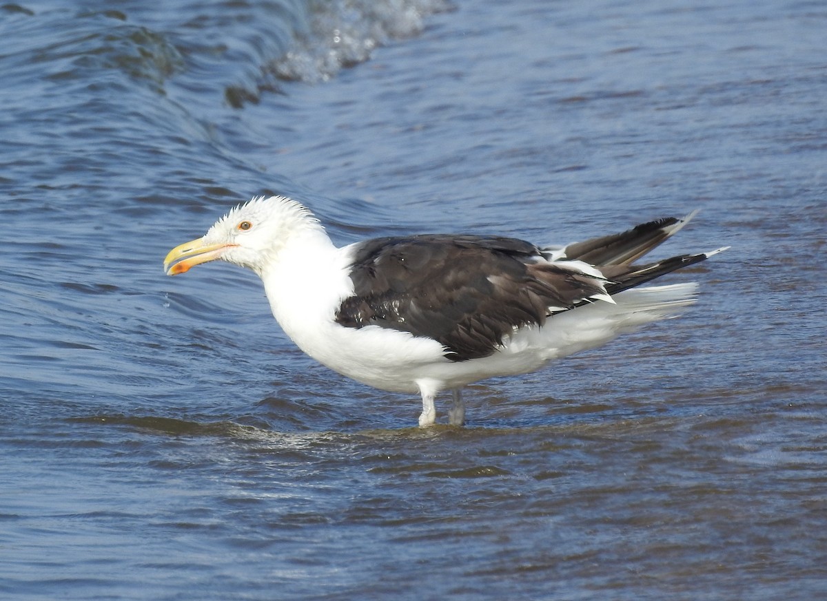Great Black-backed Gull - ML639591547
