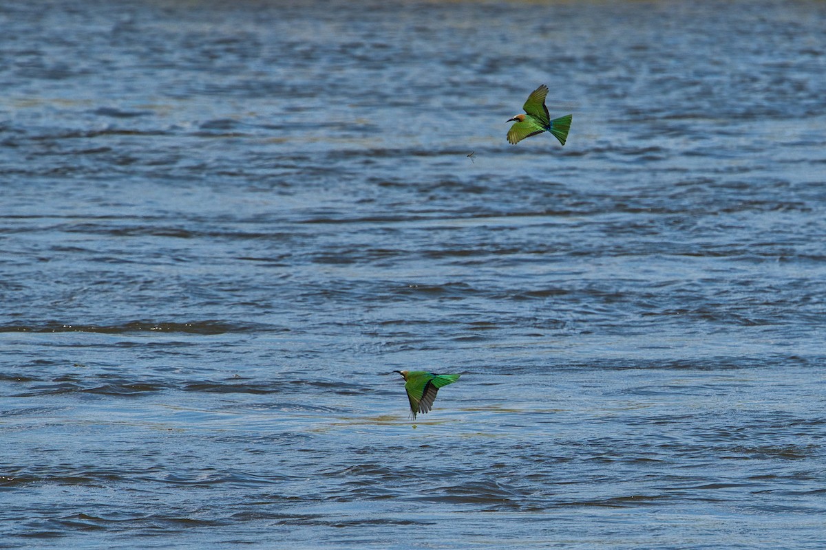 White-fronted Bee-eater - ML639591557
