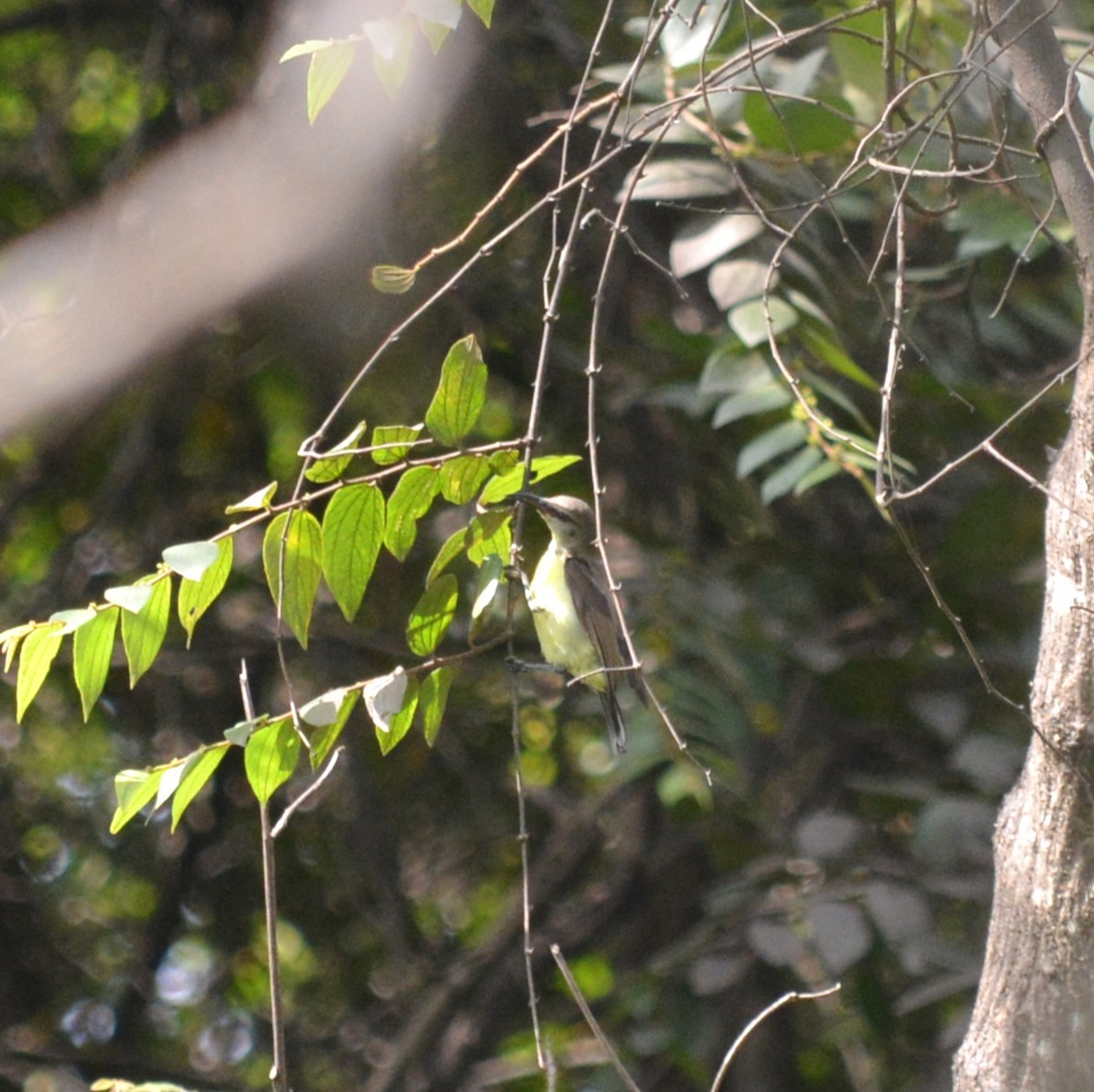 Purple-rumped Sunbird - ML639591569