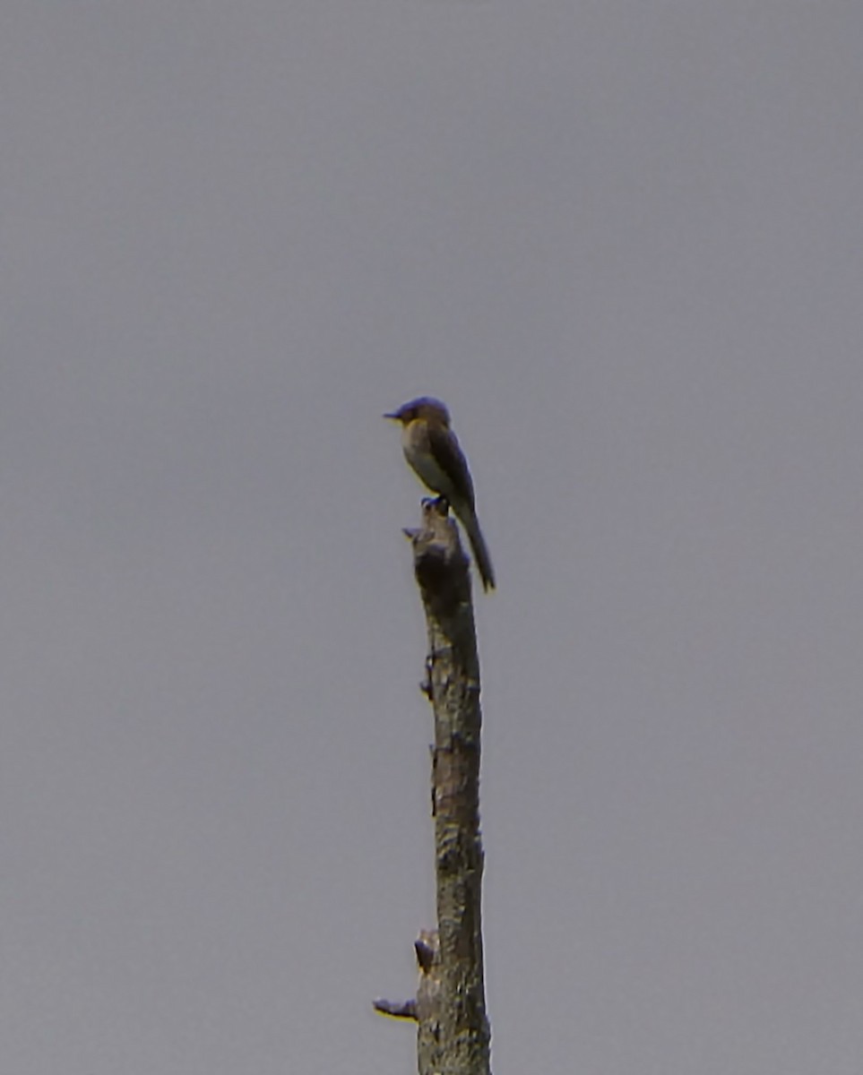 Olive-sided Flycatcher - ML639591572
