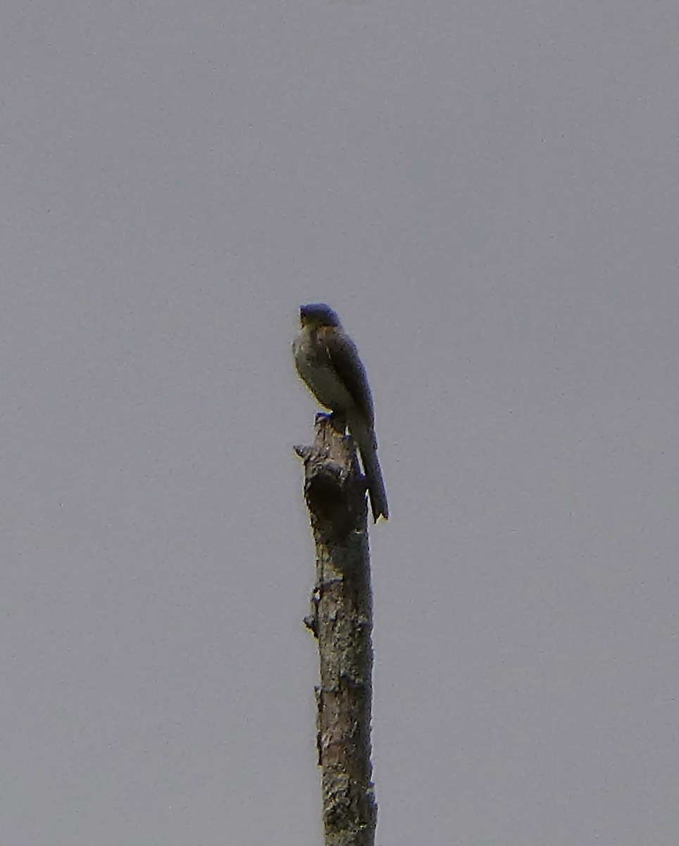 Olive-sided Flycatcher - ML639591577