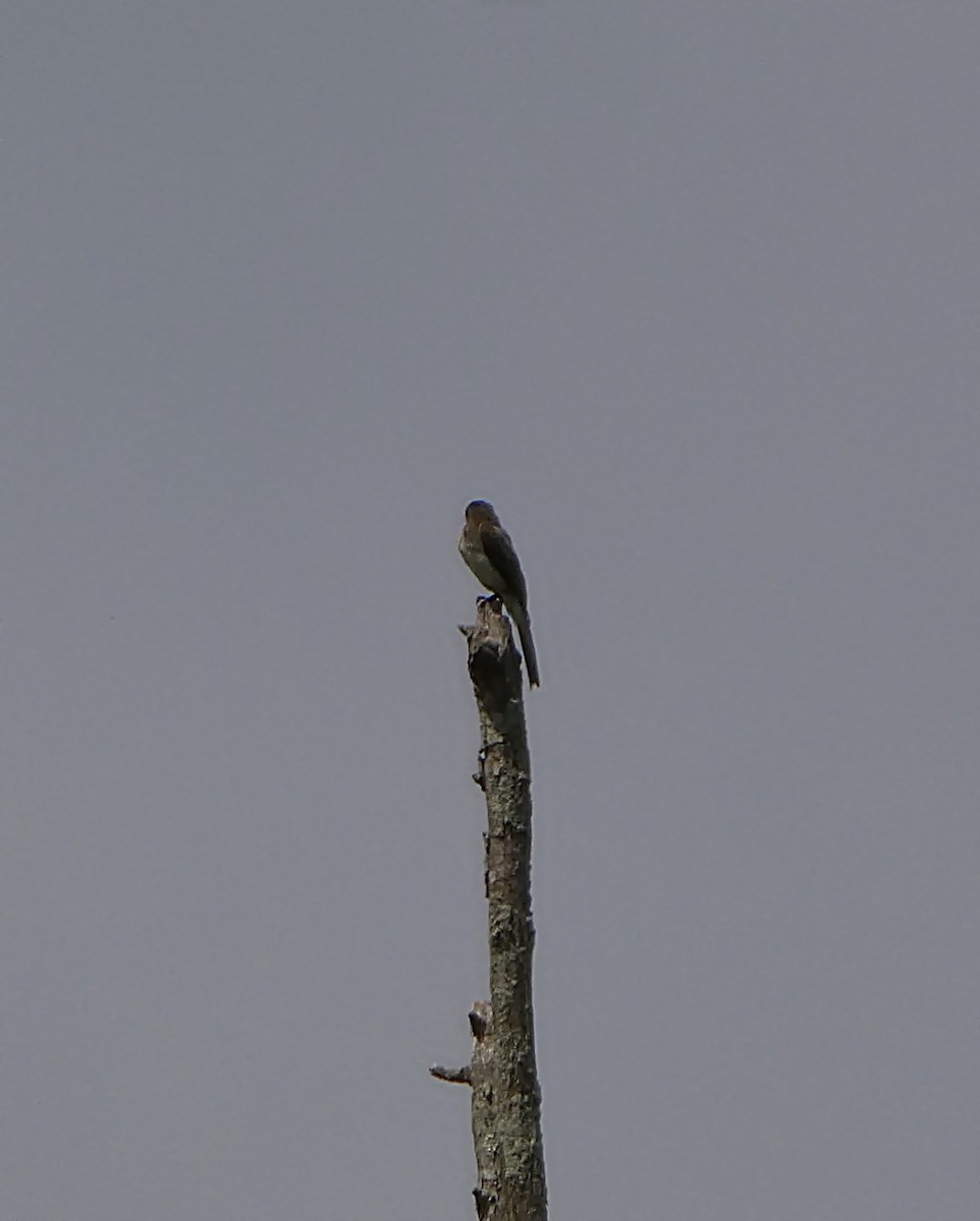 Olive-sided Flycatcher - ML639591583