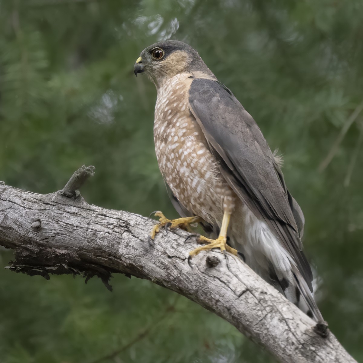 Sharp-shinned Hawk - ML639591600
