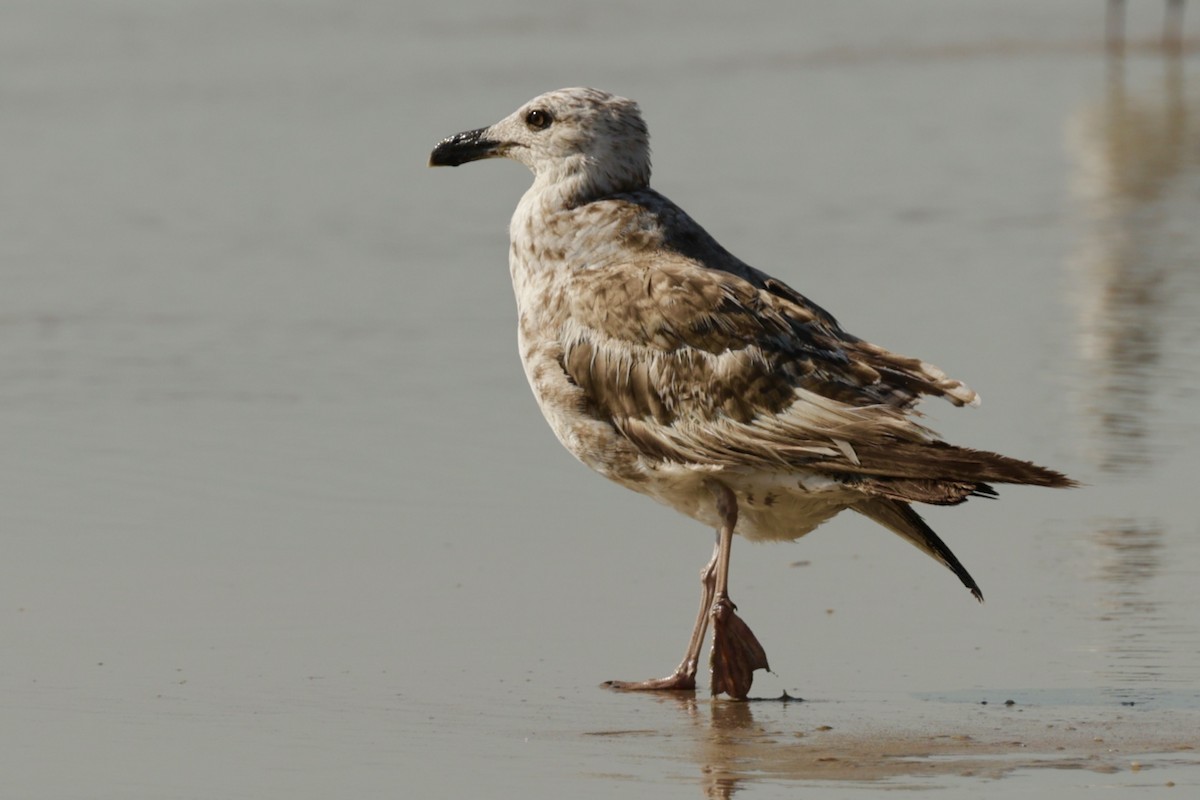 Great Black-backed Gull - ML639591607