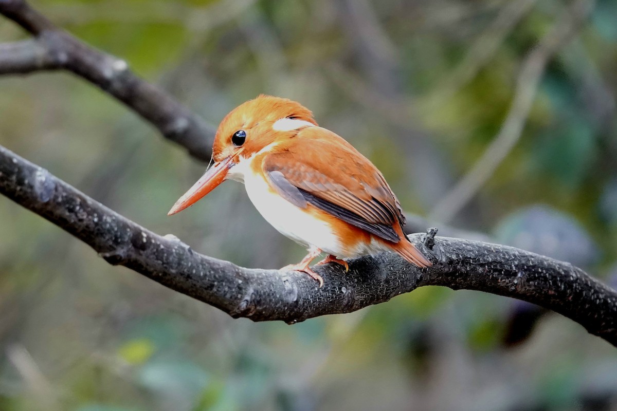 Martin-pêcheur malgache - ML639591645