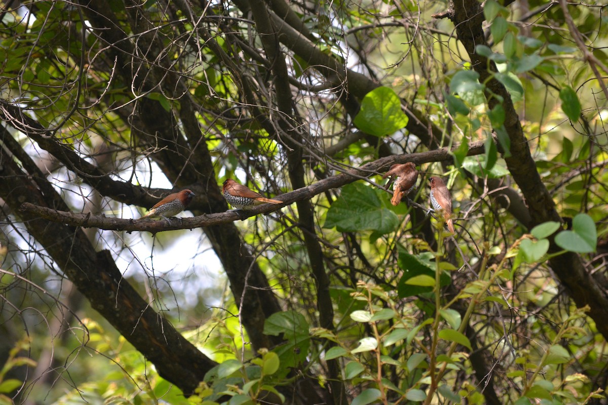 Scaly-breasted Munia - ML639591662