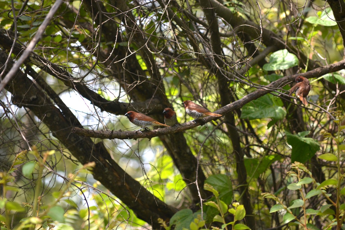 Scaly-breasted Munia - ML639591663