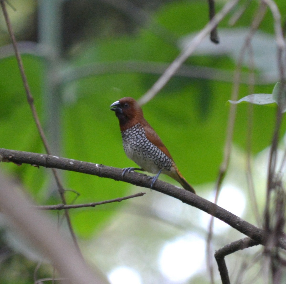 Scaly-breasted Munia - ML639591697