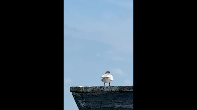 Sterne pierregarin - ML639591728