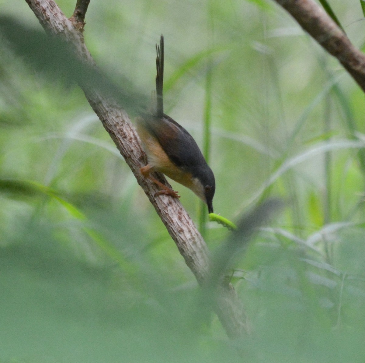 Ashy Prinia - ML639591734