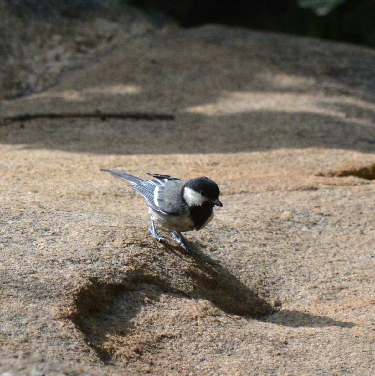 Asian Tit - ML639591859