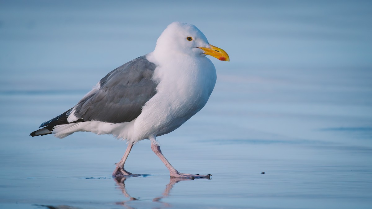Western Gull - ML639591877