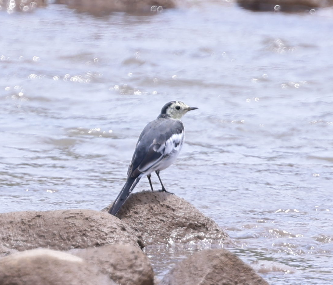 Buztanikara zuria - ML639591883