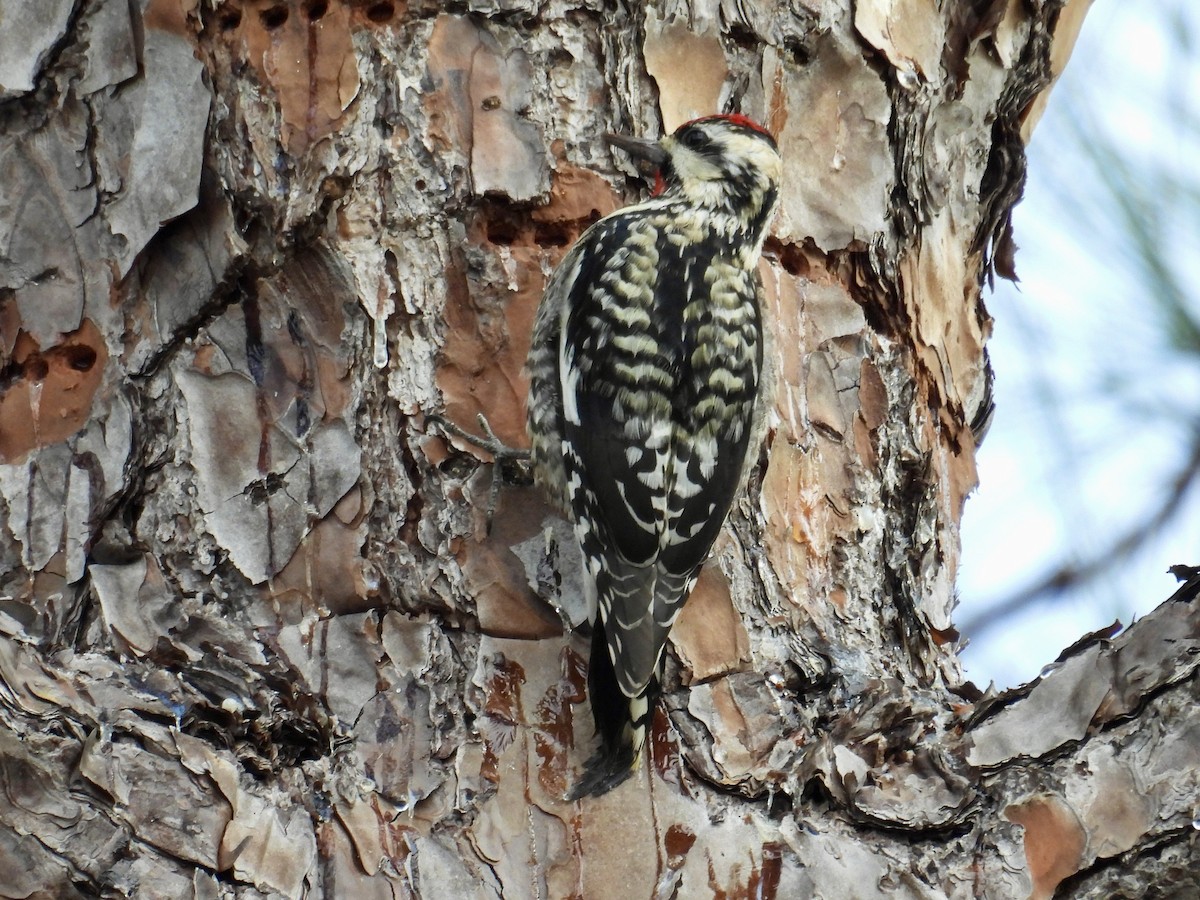 Yellow-bellied Sapsucker - ML639591974