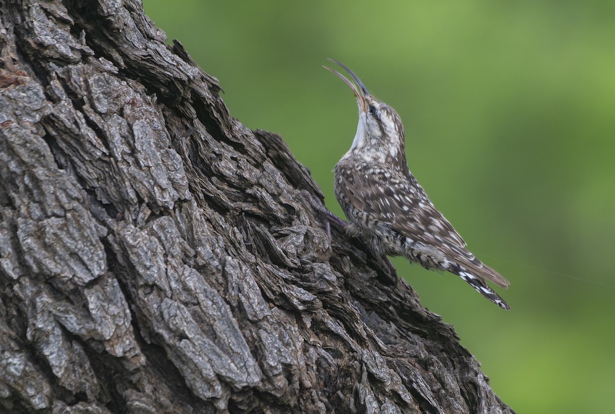 Indian Spotted Creeper - ML639591982