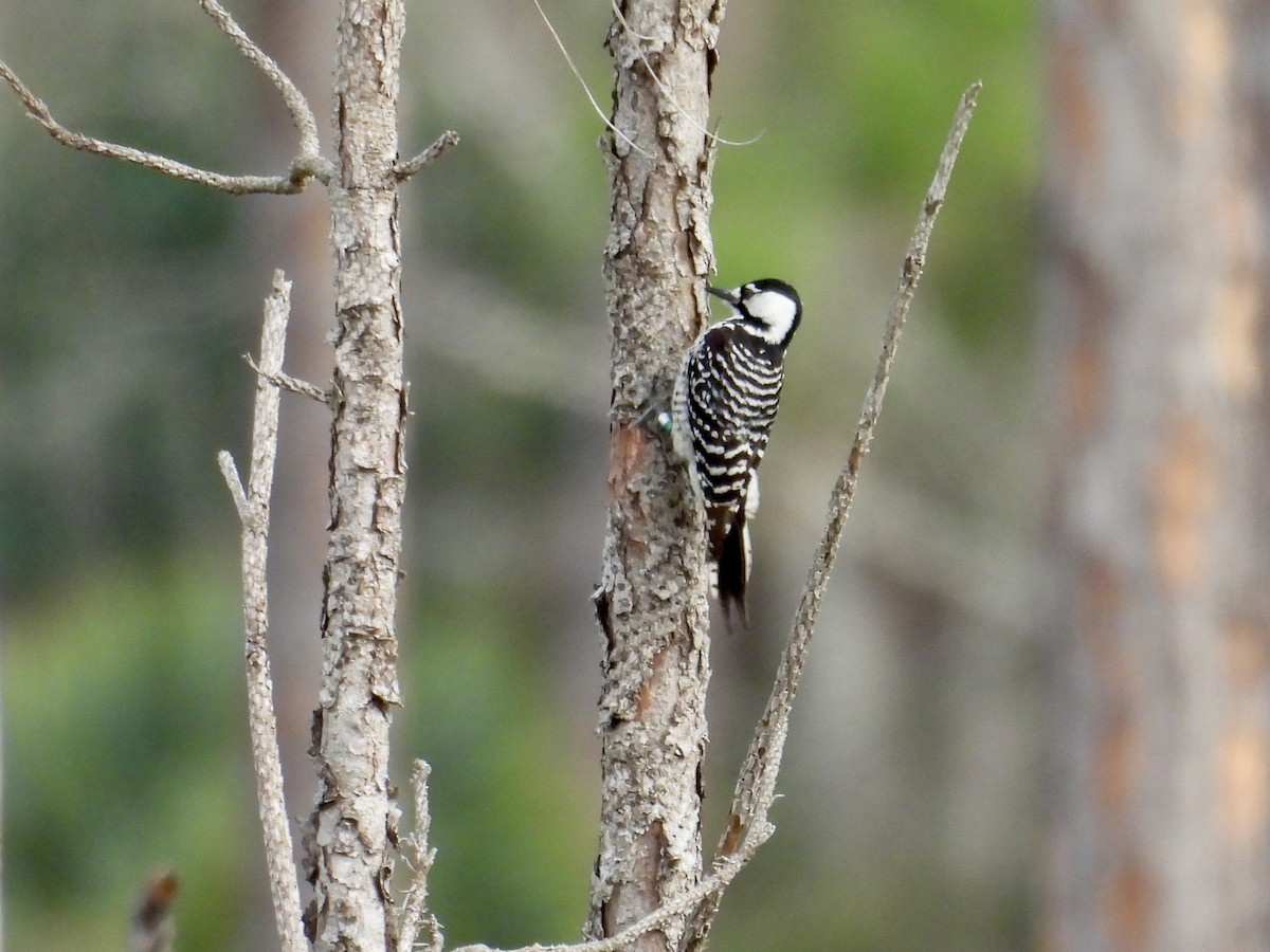 Red-cockaded Woodpecker - ML639591987