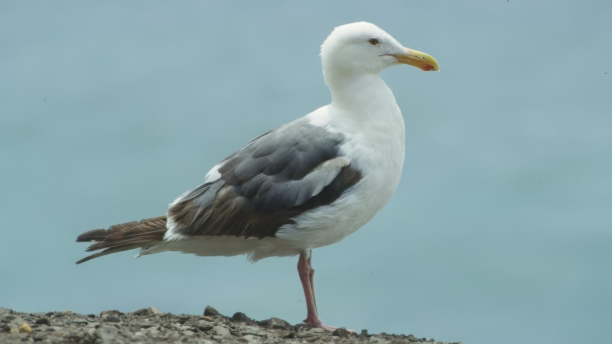Western Gull - ML639591997