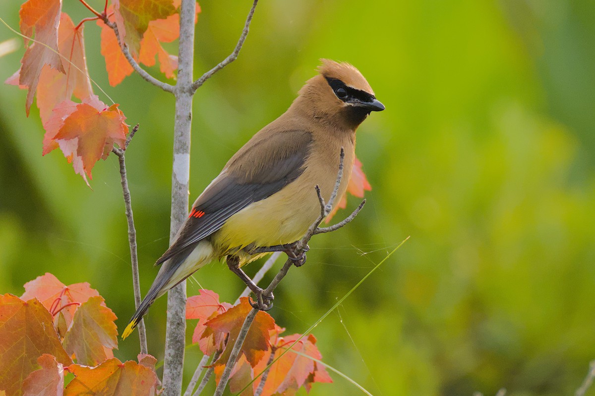 Cedar Waxwing - ML639592002