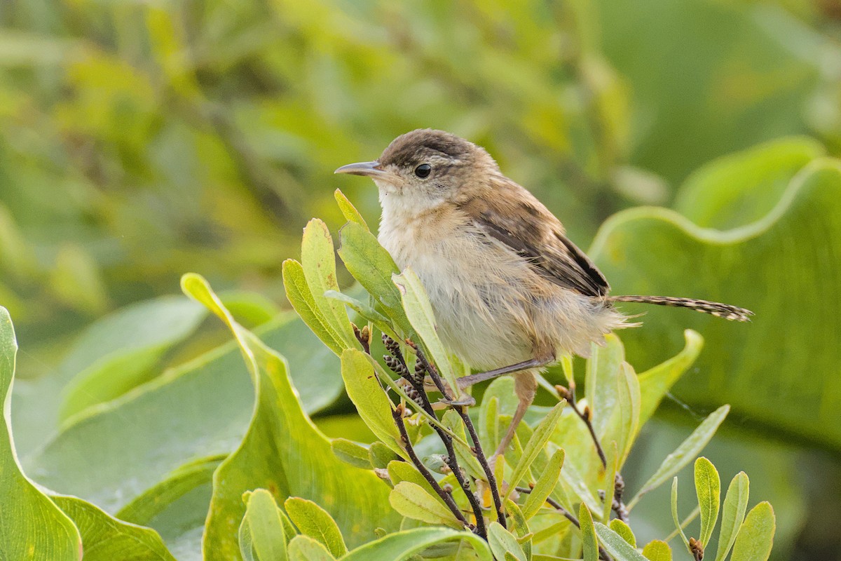 Marsh Wren - ML639592009