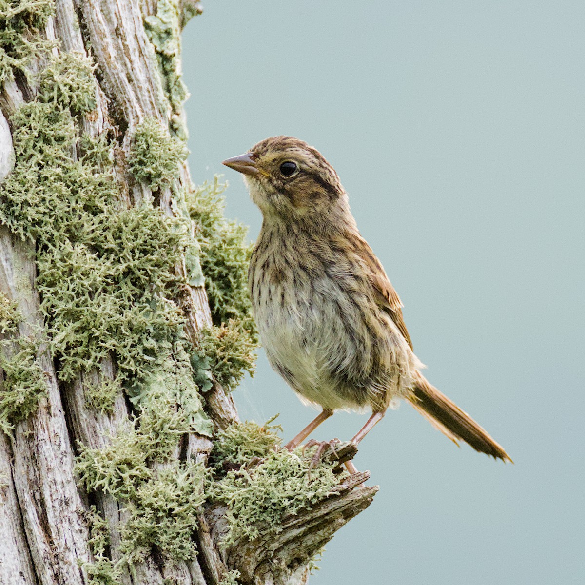 Song Sparrow - ML639592011