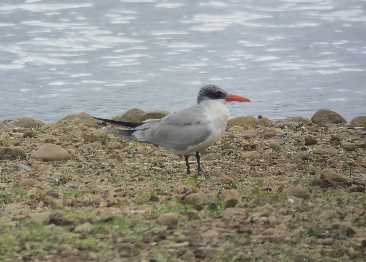 Морин хараалай - ML639592027