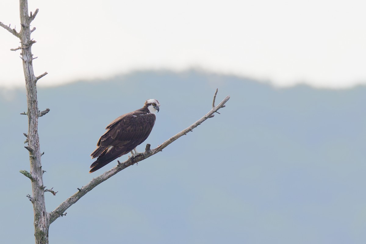 Osprey - ML639592028