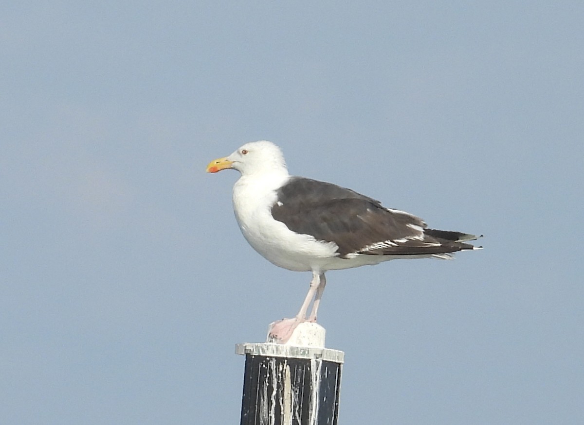 Great Black-backed Gull - ML639592030