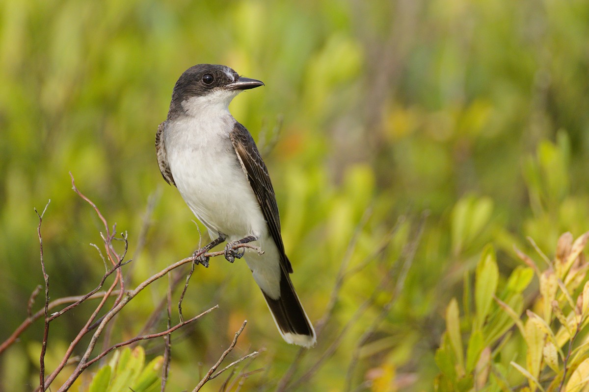 Eastern Kingbird - ML639592038