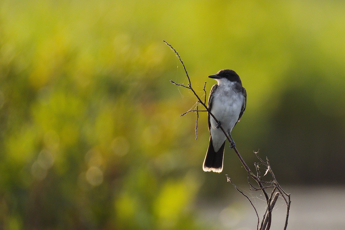 Eastern Kingbird - ML639592039