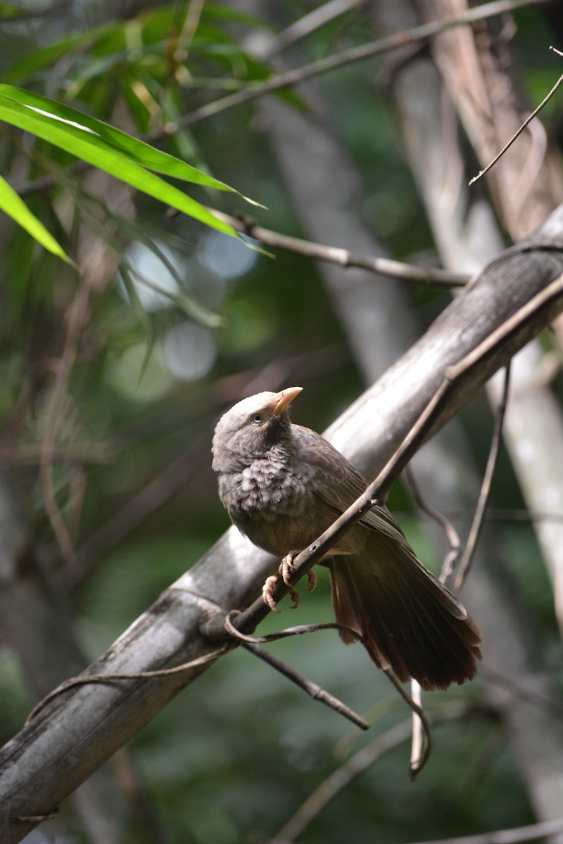Yellow-billed Babbler - ML639592103