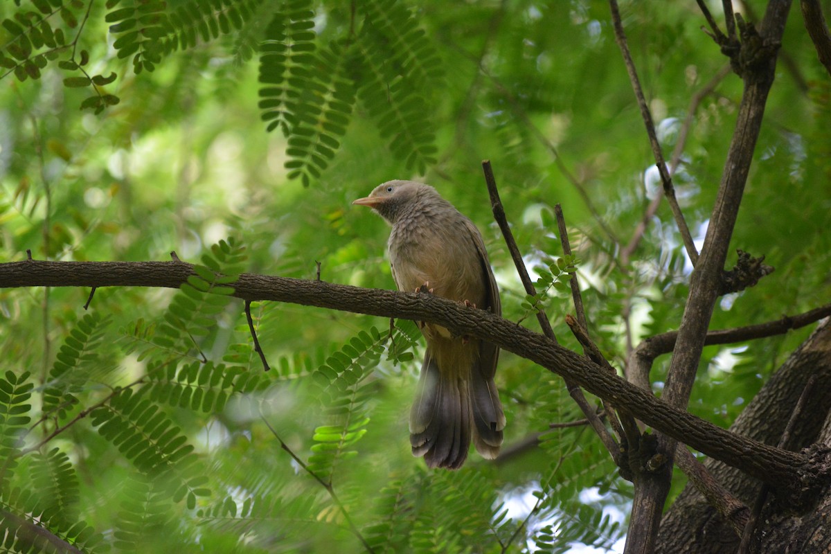Yellow-billed Babbler - ML639592104