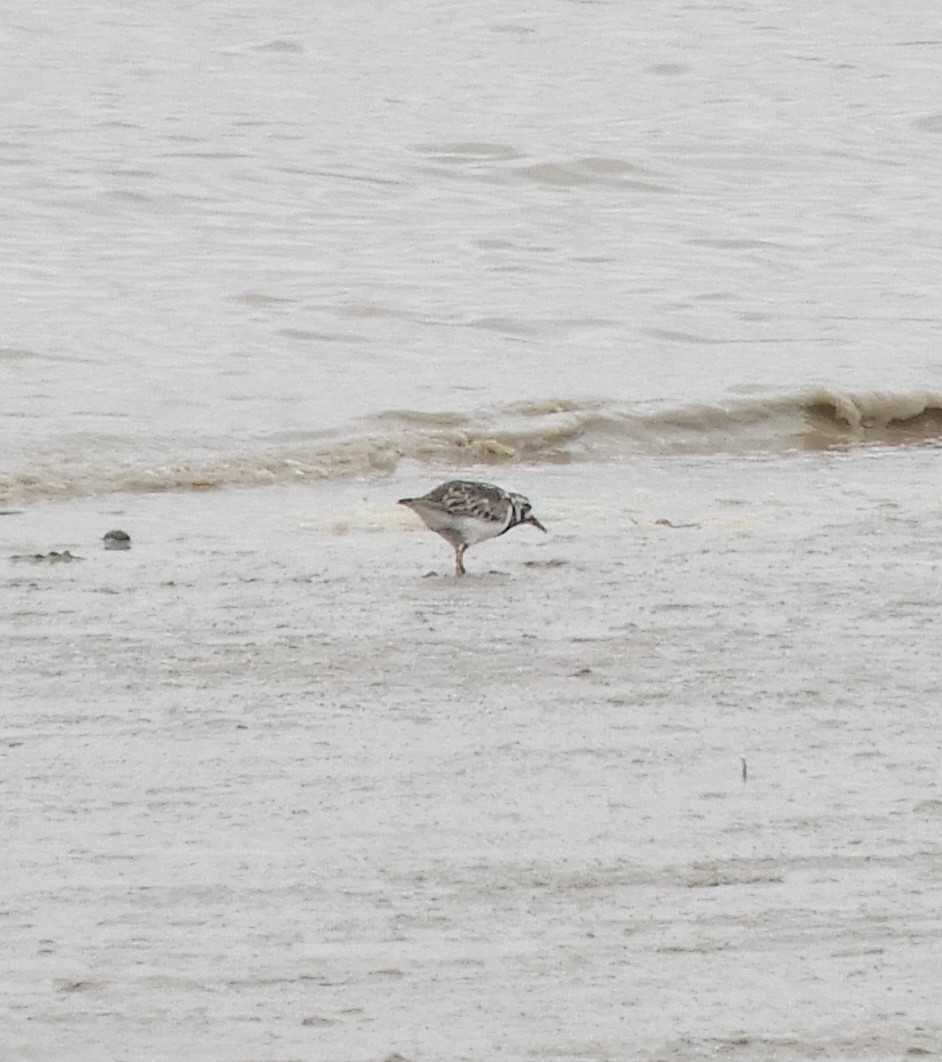 Ruddy Turnstone - ML639592137
