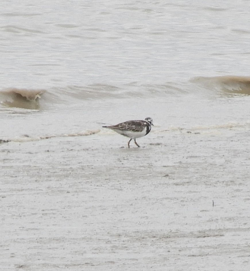 Ruddy Turnstone - ML639592138