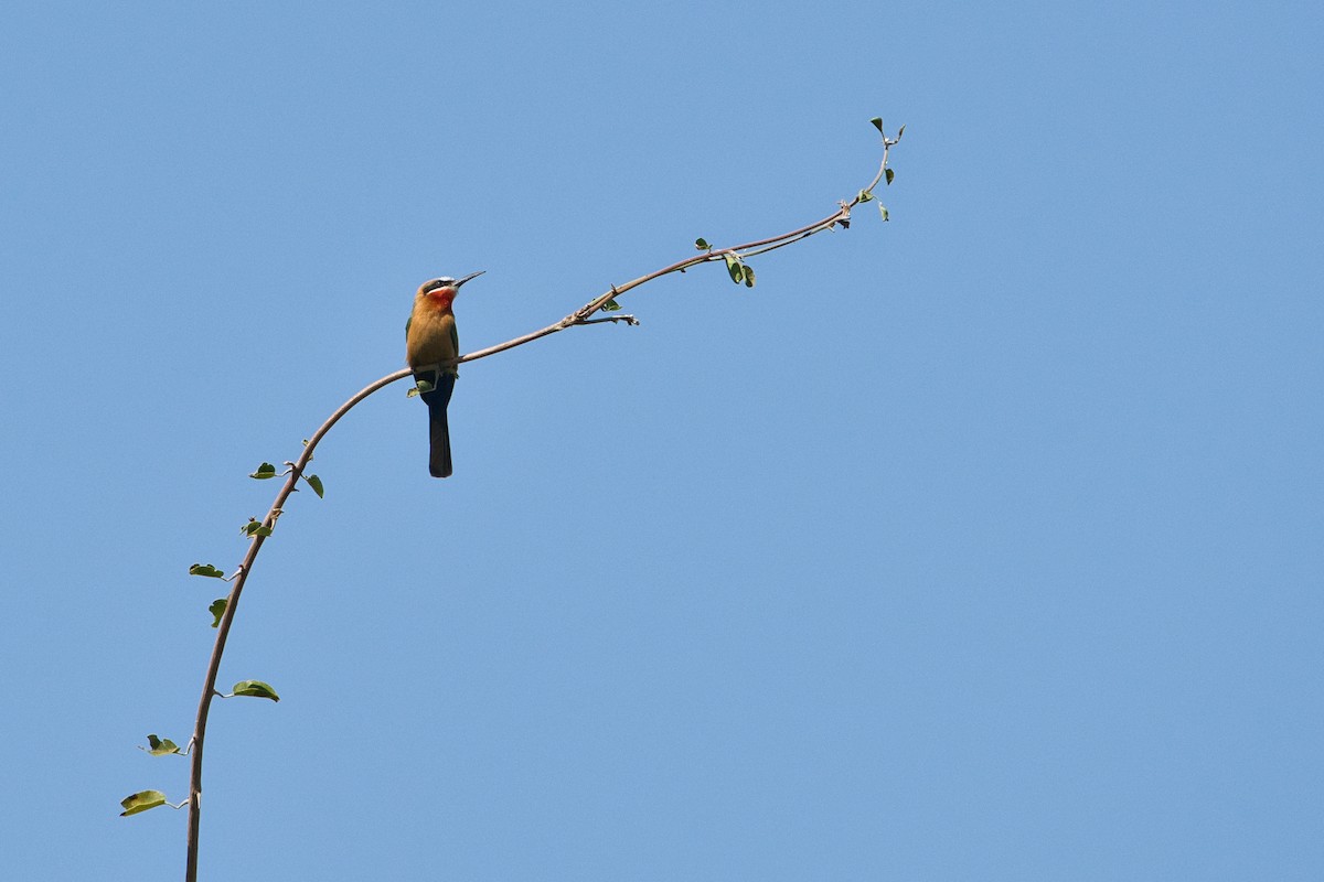 White-fronted Bee-eater - ML639592151