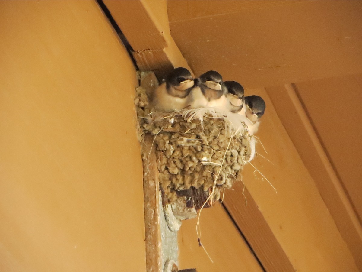 Barn Swallow - ML639592154