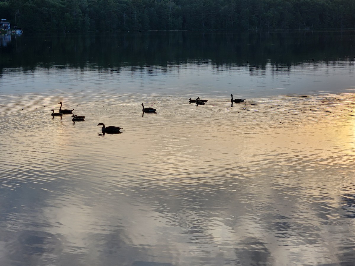 Canada Goose - ML639592164