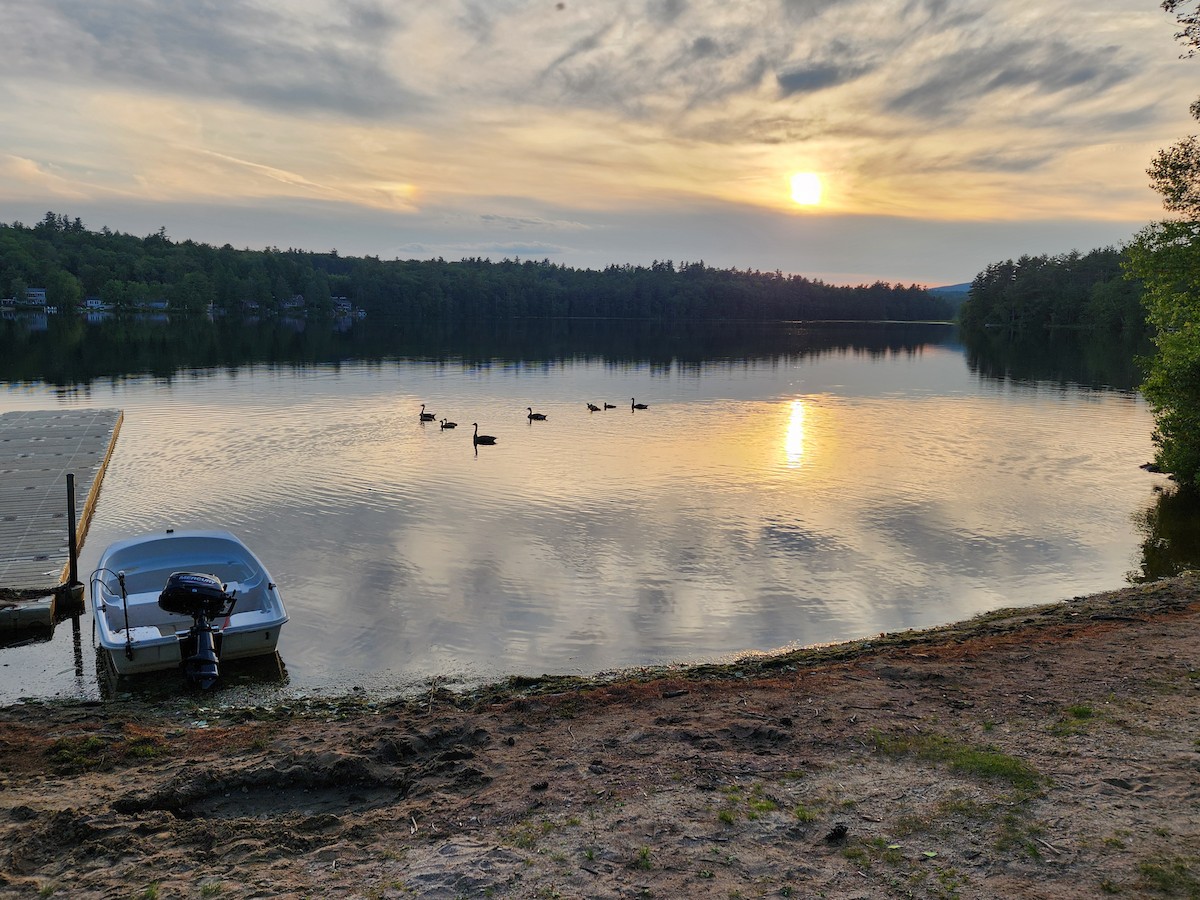 Canada Goose - ML639592165