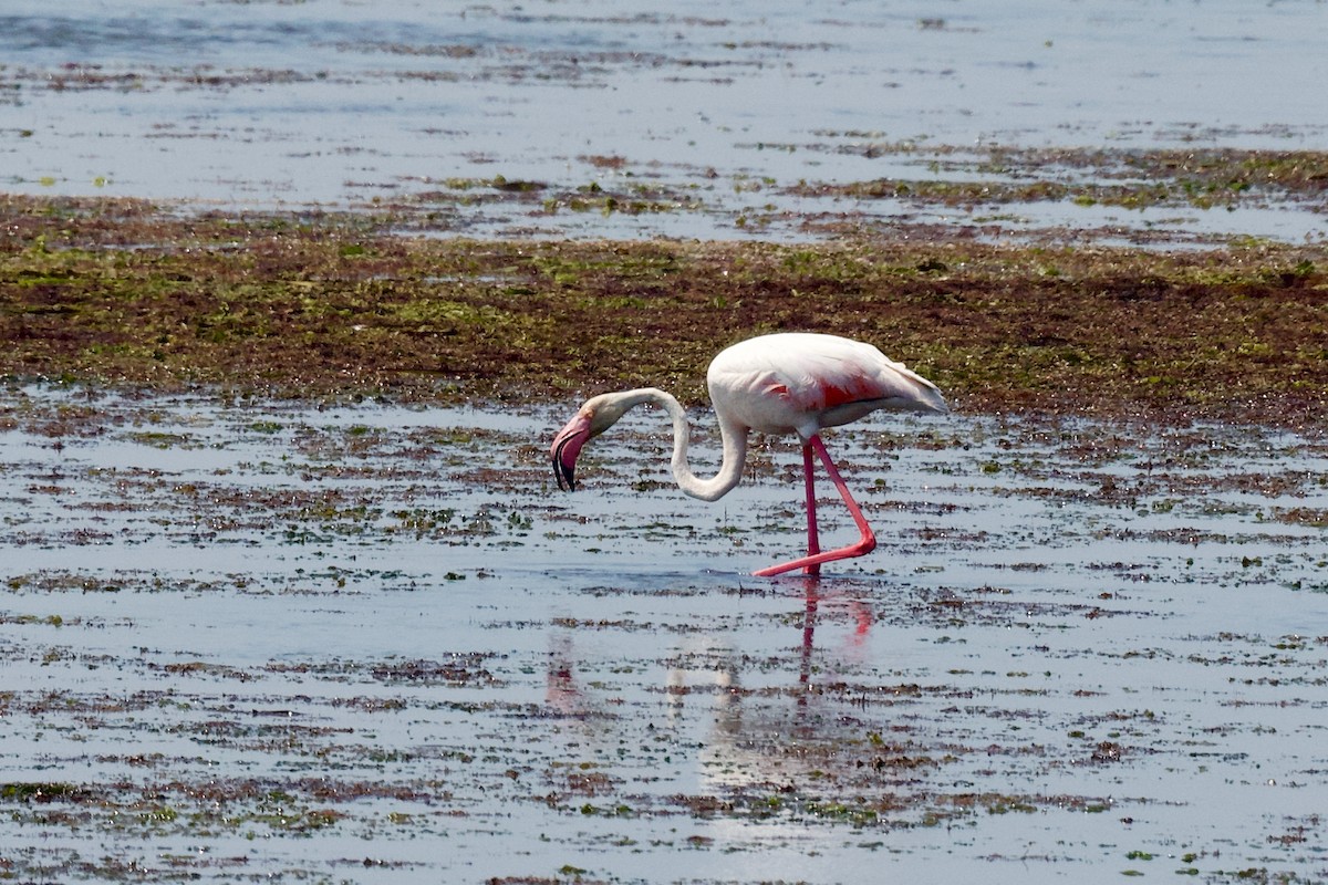 פלמינגו גדול - ML639592174