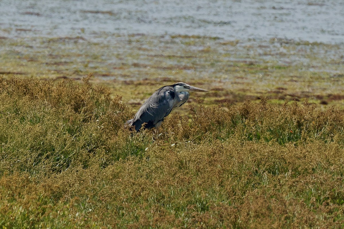 אנפה אפורה - ML639592178