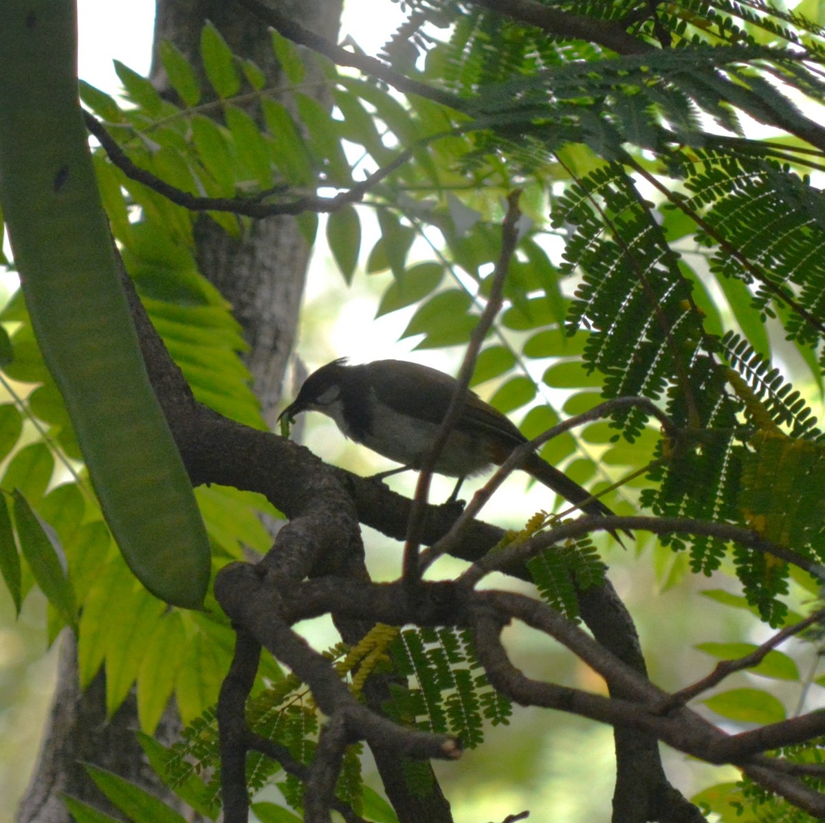 Red-whiskered Bulbul - ML639592287
